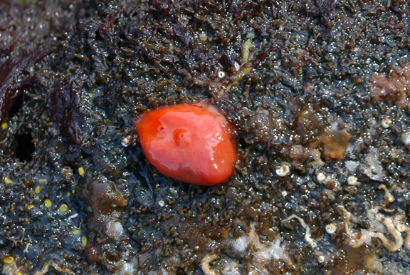 Broadbase or Shiny Red Orange Tunicate