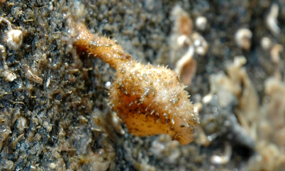 Hairy/Spiny-headed tunicate