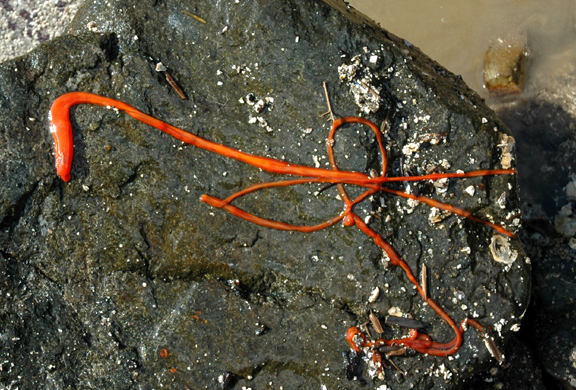 Orange Ribbon Worm